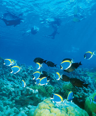Snorkel in clear waters near the Seychelle Islands and glide peacefully on